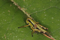 Kisella