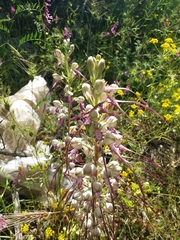 Himantoglossum jankae