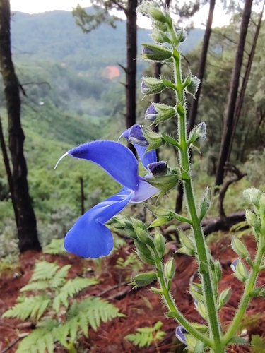Foto de Sálvia-azul