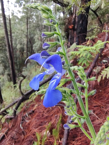 Foto de Sálvia-azul
