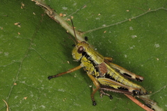 Kisella
