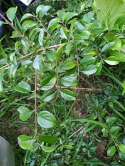 Rhamnus saxatilis