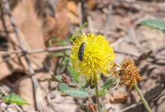 Acmaeodera bowditchi