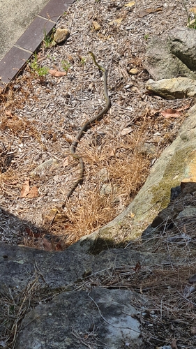 Common Tree Snake sighting