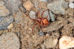 Araneus sturmi