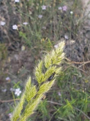 Coleoptera
