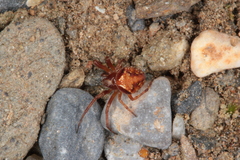 Araneus sturmi