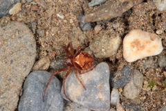 Araneus sturmi