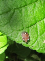 Dyroderes umbraculatus