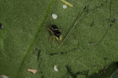 Heliophanus flavipes