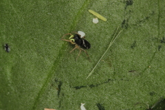 Heliophanus flavipes