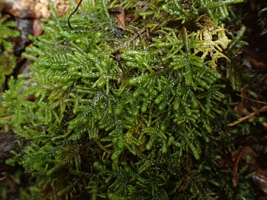 Pendulothecium auriculatum