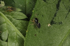 Heliophanus flavipes