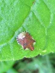 Dyroderes umbraculatus