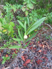 Physalis angustifolia