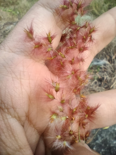 Natal Grass
