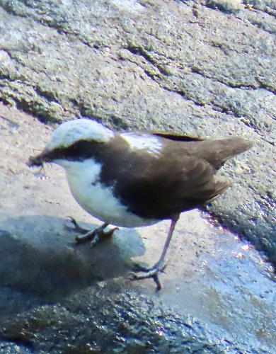 White-capped Dipper (Cinclus leucocephalus), photo 9