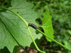 Denticollis denticornis