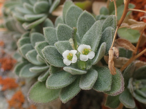 Thompson's draba (Draba thompsonii)