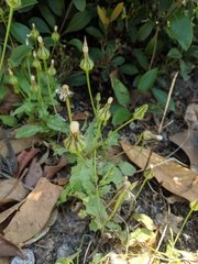 Urospermum picroides