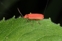 Erotinae