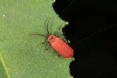 Erotinae
