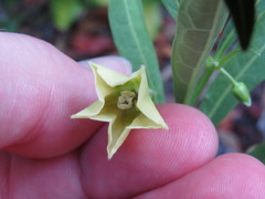 Physalis angustifolia