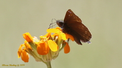 Erynnis propertius