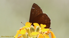 Erynnis propertius