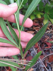 Physalis angustifolia