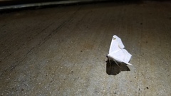 Sericoptera mahometaria