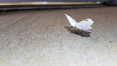 Sericoptera mahometaria