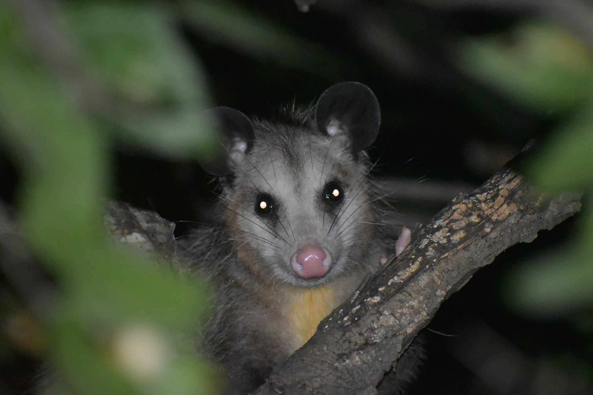 Didelphis virginiana<br>02 August, 2024