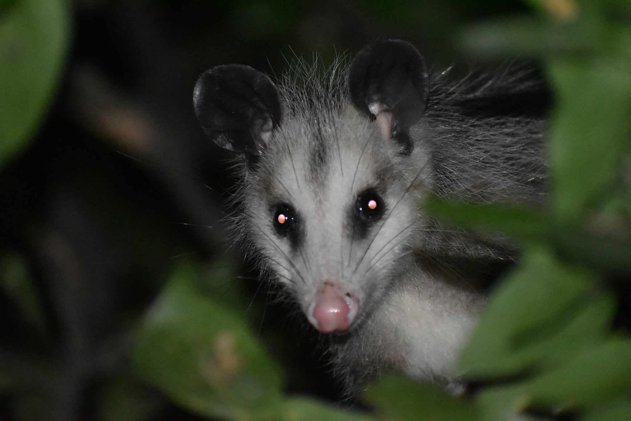 Didelphis virginiana<br>02 August, 2024