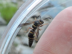 Stenodynerus fundatiformis