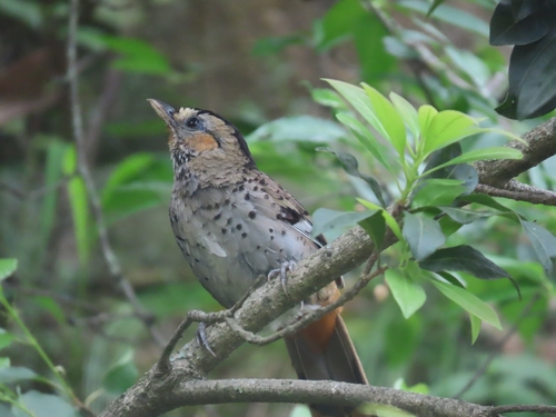Rufous-chinned Laughingthrush (Ianthocincla rufogularis), photo 9