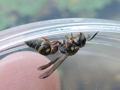 Stenodynerus fundatiformis