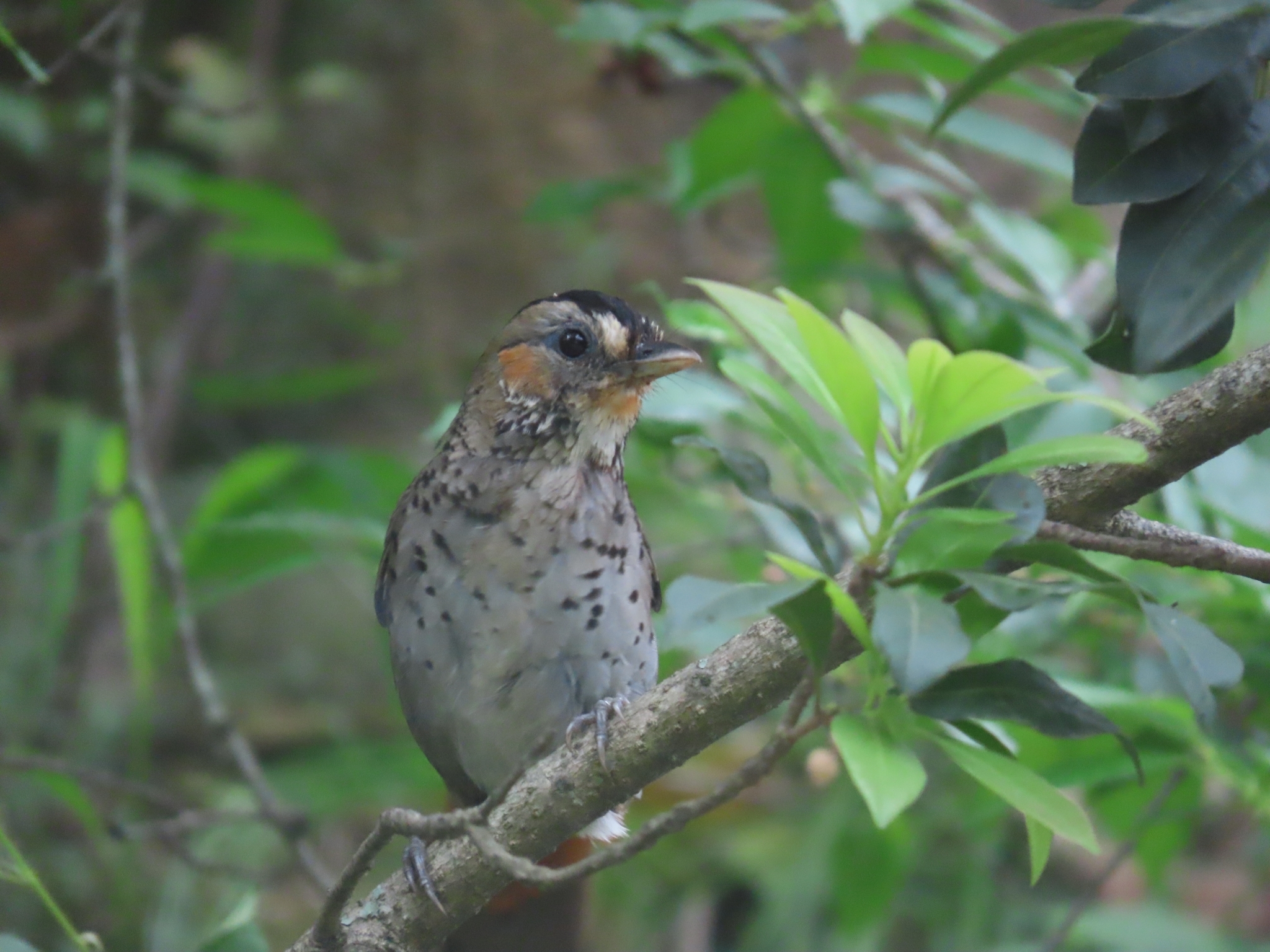Rufous-chinned Laughingthrush