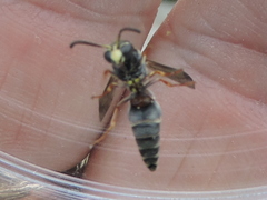 Stenodynerus fundatiformis