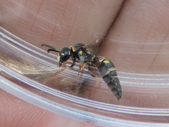 Stenodynerus fundatiformis