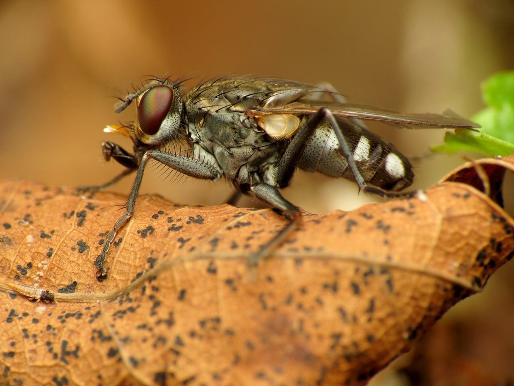 Lispe sociabilis