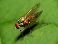 Hylemya alcathoe