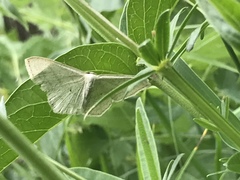 Scopula nigropunctata