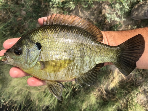 Bluegill × Redear Sunfish