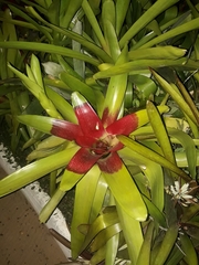 Neoregelia compacta