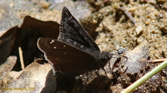 Erynnis propertius