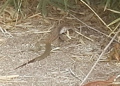 Aspidoscelis motaguae