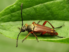 Typocerus acuticauda