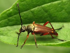 Typocerus acuticauda