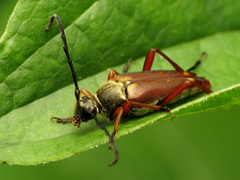 Typocerus acuticauda